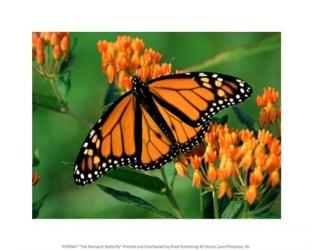The Monarch Butterfly | Obraz na stenu