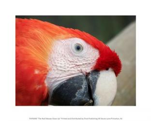 The Red Macaw Close Up | Obraz na stenu