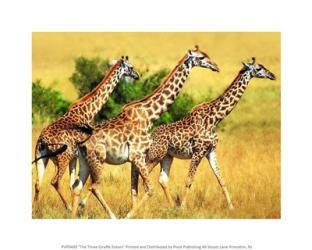 The Three Giraffe Sisters | Obraz na stenu