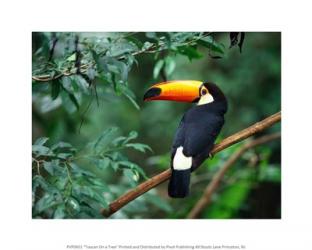 Toucan On a Tree | Obraz na stenu