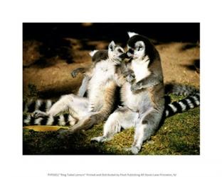 Ring Tailed Lemurs | Obraz na stenu