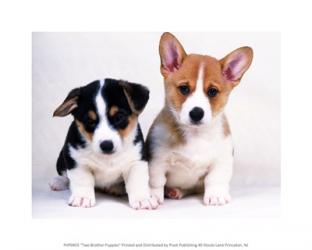 Two Brother Puppies | Obraz na stenu