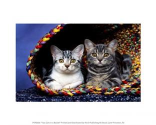 Two Cats In a Basket | Obraz na stenu