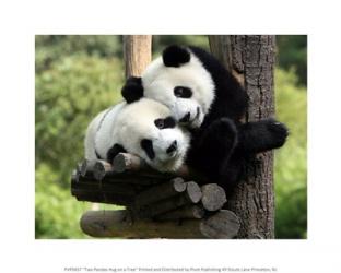 Two Pandas Hug on a Tree | Obraz na stenu