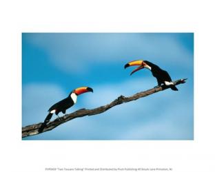 Two Toucans Talking | Obraz na stenu