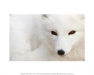 White Polar Fox | Obraz na stenu