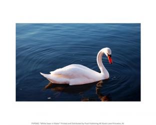 White Swan In Water | Obraz na stenu