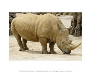 African Rhinoceros | Obraz na stenu