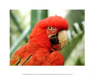 Red Parrot | Obraz na stenu