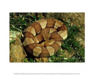 Broad Banded Copperhead Coiled Snake | Obraz na stenu