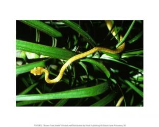 Brown Tree Snake | Obraz na stenu