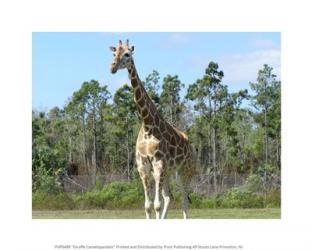 Giraffe Camelopardalis | Obraz na stenu