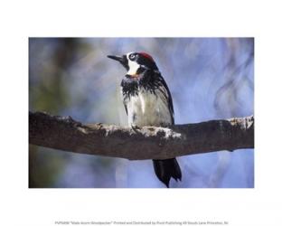 Male Acorn Woodpecker | Obraz na stenu