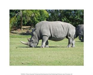 Rhino Grazing | Obraz na stenu