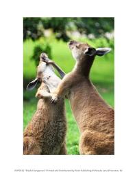 Playful Kangaroos | Obraz na stenu