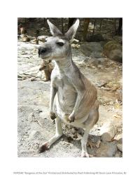 Kangaroo at the Zoo | Obraz na stenu