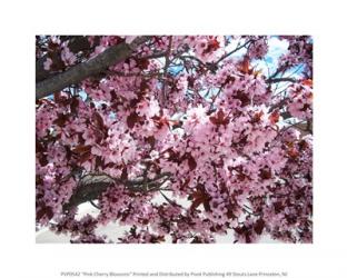 Pink Cherry Blossoms | Obraz na stenu