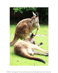 Two Kangaroos | Obraz na stenu