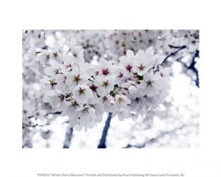 White Cherry Blossoms | Obraz na stenu