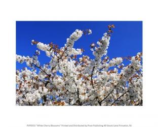 White Cherry Blossoms | Obraz na stenu