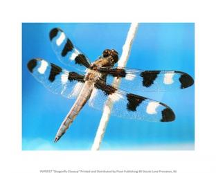 Dragonfly Closeup | Obraz na stenu