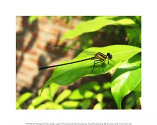 Dragonfly On Green Leaf | Obraz na stenu