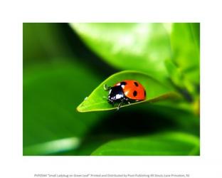 Small Ladybug on Green Leaf | Obraz na stenu