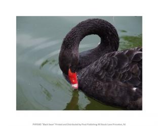 Black Swan | Obraz na stenu