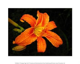 Orange Tiger Lily | Obraz na stenu