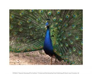 Peacock Showing off Its Feathers | Obraz na stenu