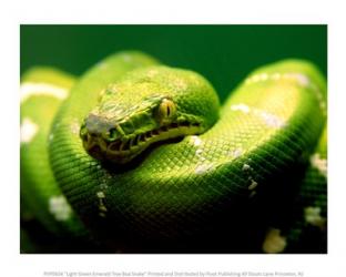 Light Green Emerald Tree Boa Snake | Obraz na stenu