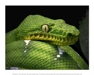 The Emerald Tree Boa Snake Head | Obraz na stenu