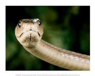 The Black Mamba Snake | Obraz na stenu