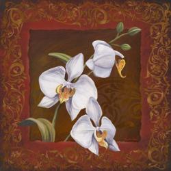 Orchid Study I | Obraz na stenu