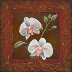 Orchid Study II | Obraz na stenu