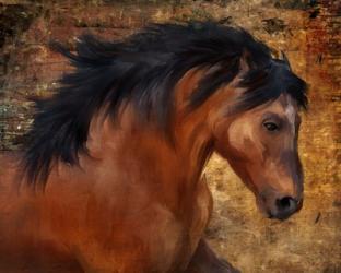 Wild Horse | Obraz na stenu