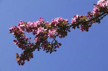 Flowering Tree Branch, Blue Sky, North Carolina | Obraz na stenu
