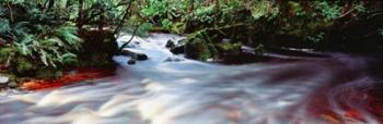 Bird River, Tasmania, Australia | Obraz na stenu