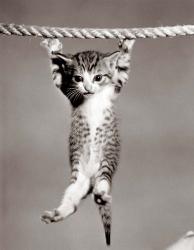 1950s Little Kitten Hanging From Rope | Obraz na stenu