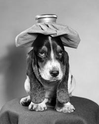 Bassett Hound Dog With Ice Pack On Head | Obraz na stenu