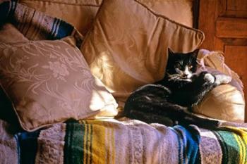 Tuxedo Cat Sitting On Sofa | Obraz na stenu