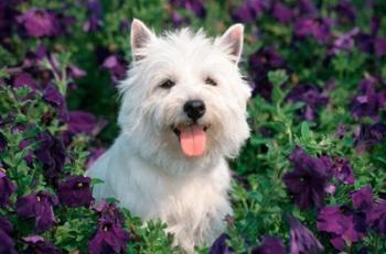 West Highland Terrier Sitting In Petunias | Obraz na stenu