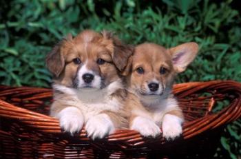 Two Welsh Corgi Puppies In Basket | Obraz na stenu