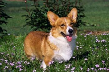 Welsh Pembroke Corgi Sitting In Grass | Obraz na stenu