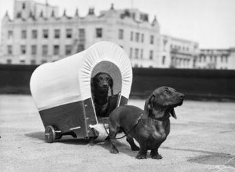 1930s Two Dachshund Dogs | Obraz na stenu