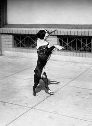 1930s Boston Terrier Performing | Obraz na stenu