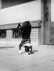 1930s Boston Terrier Performing Trick | Obraz na stenu