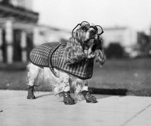 1930s Cocker Spaniel Wearing Glasses | Obraz na stenu