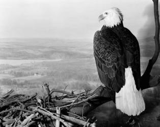 Museum Setting View Of Bald Eagle | Obraz na stenu