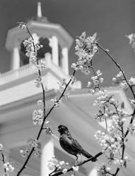 1950s Robin Perched On Blossoming | Obraz na stenu